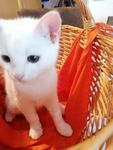 Frag die Katze
