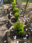 25 Pflanzen Buchsbaum 20-25 cm Strauch Buxus