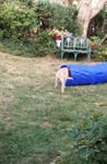 Hunde Tunnel 