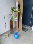 Baum sehr schön, Größe nicht korrekt