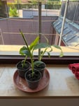 30-60 cm hoch