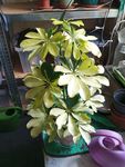 schefflera