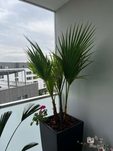 Sunny Tree - Palme - Washingtonia Robusta - Mexikanische Fächerpalme - Mehrstämmig - 140 cm Kunden-Foto 1