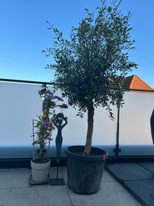 Olivenbaum Olive "Angebot" 150 - 180 cm, beste Qualität, winterhart, Olea Europaea Kunden-Foto 27