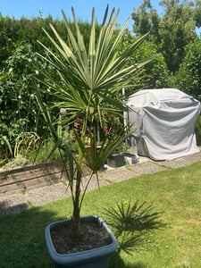 Trachycarpus fortunei Hanfpalme 140-160 cm Höhe Freilandzucht. Frosthart bis -18 Kunden-Foto 8