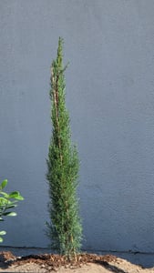 6x Mittelmeerzypresse 160 cm Säulen Toskana Zypressen Zypresse Cupressus Semper. Kunden-Foto 4