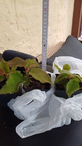 Kiwi Jenny - Actinidia chinensis 'Jenny' - Auto-fertile/auto-fécondable Photo du client 9