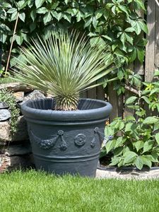 Trendyplants - Yucca Rostrata - Winterhart - Gartenpflanze - Höhe 40-60 cm - Topfgröße Ø21cm Kunden-Foto 1