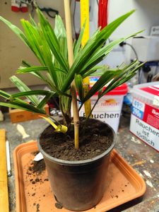BALDUR-Garten 1x Winterharte Kübel-Palme, Pflanze im 13 cm-Topf, Chinesische Hanfpalme, Freilandpalme, Gartenpalme,Trachycarpus fortunei, frosthart und trockenresistent Kunden-Foto 1