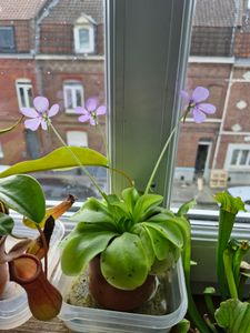 Starter Set Fleischfressende Pflanzen - 5 Pflanzen Kunden-Foto 5