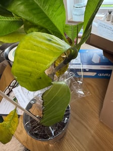 Frangipanier - Plumeria rubra 'Hawaii' - Hauteur 45-55cm - ⌀17cm Photo du client 5