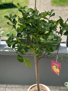 Grünwaren: echter Zitronenbaum 70 - 100 cm Zitrone Citrus Limon Zitruspflanze Kunden-Foto 2