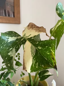Monstera Deliciosa variegata, altezza 40-50 cm | Rara pianta da interno variegata | Rarità | Esotica pianta della famiglia delle Monstera Foto del cliente 15