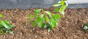 Prunus laurocerasus 'Novita', Kirschlorbeer, immergrün, 80–100 cm Kunden-Foto 3