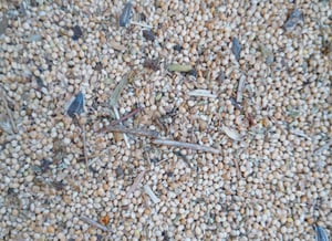 25 kg Hirse gelb Vogelfutter Wellensittichfutter Wildvogelfutter Kunden-Foto 1