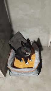 WISFOR Orthopädisch Hundebett Hundesofa Hundecouch Hundekissen große Hunde Schlafplatz, wasserfest waschbar Bezug abnehmbar L: 100x75x19cm Kunden-Foto 8