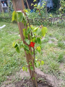 Prunus Armeniaca 'Goldrich' marhuľa, 5 litrový kvetináč Fotografia od zákazníka č. 5