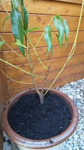 Dwergnectarine, *Prunus persica nucipersica*, stamplant 100–120 cm – Klein formaat fruitboom, nectarineboom voor tuin en pot Klantenfoto 8
