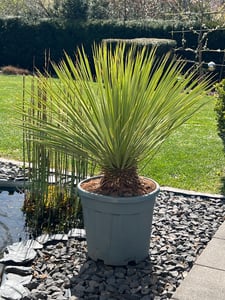 Sunny Tree - Yucca Rostrata Blue Blue - Palme - 100 cm Kunden-Foto 2