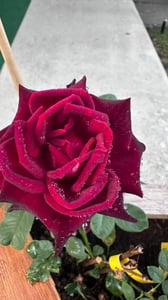 BALDUR Garten 1x Edelrose 'Black Baccara®', Pflanze wurzelballiert, fast schwarze Rose, winterhart, mehrjährig, blühend, duftend, Schnittblume, Schnittrose, Rosa Hybride, Edelrose Kunden-Foto 1