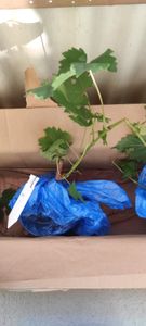 Vitis vinifera Chardonnay - 3er Set - Weinrebe - Topf 9cm - Höhe 25-40cm Kunden-Foto 5