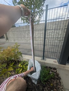 Harlekin Weide 160 cm Stamm – Salix Hakuro Nishiki – Winterharter Zierstamm im Topf Kunden-Foto 1