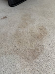 BISSELL SPOTCLEAN PET PRO stofzuiger, model 37252 Klantenfoto 1