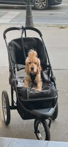 PawHut Hundebuggy mit Reflektoren, Faltbarer Katzenbuggy für Kleine Mittle Hunde Kunden-Foto 4