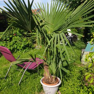 Palme XL 120-150 cm Trachycarpus fortunei, Hanfpalme, winterhart bis -18°C Kunden-Foto 2