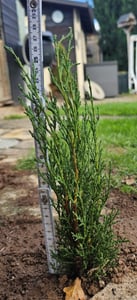 BALDUR Garten 1x Echte Toskana 'Säulen-Zypresse', Pflanze im 9x9 cm-Topf, Cupressus sempervirens pyramidalis, Mittelmeer-Zypresse, winterhart, pflegeleicht, Wasserbedarf gering Kunden-Foto 1