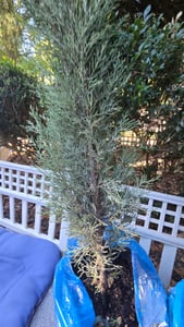 Middellandse ceder (Cupressus sempervirens), ook wel zuilcipres genoemd. Echte ceder (120-140 cm) Klantenfoto 4