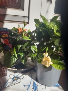Gardenie - 2 Stk - Gardenia jasminoides - Höhe 20-30cm - ⌀13cm Kunden-Foto 1