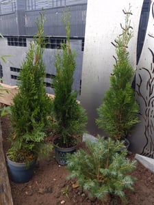 Lebensbaum Smaragd 80-100 cm, im 2 l Topf - Thuja occidentalis, immergrün Kunden-Foto 1
