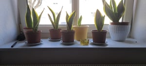 Sansevieria trifasciata Futura Superba 30-35 cm / Topf Ø 10 cm - bunter Bogenhanf Kunden-Foto 1