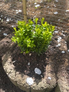 1 plante buis 20-25 cm arbuste Buxus sempervirens Photo du client 2