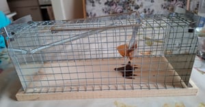 BigDean Lebendfalle Maus auch als Rattenfalle lebend geeignet – Mäusefalle tierfreundlich & wiederverwendbar Kunden-Foto 1
