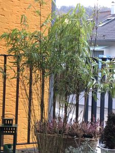 Fargesia rufa C5 - 5 Liter - Schirmbambus - Heckenbambus Kunden-Foto 2