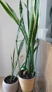 Metalowa podpórka do roślin KADAX, 45 cm Zdjęcie produktu od klienta nr 1