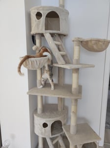 lionto Kratzbaum mit Deckenspanner, 230-250 cm großer Aktivitätsturm mit 2 Höhlen, 2 Liegemulden, Treppen & Spielbällen, beige Kunden-Foto 1