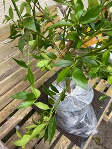 Taliansky limequat Eustis 70–100 cm – Citrus x floridana, mrazuvzdorná citrusová rastlina, jedlé plody, rastlina do kvetináča na terasu alebo balkón Fotografia od zákazníka č. 3