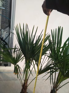 XXL winterharte Palme Hanfpalme 160-220 cm -18 °C Trachycarpus Fortunei Kunden-Foto 10