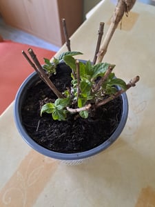 BALDUR Garten Zwerg-Schmetterlingsflieder 'Little Rockstars®' weiß,1 Pflanze, super kompakt, niedriger Wuchs, blüht monatelang, für Terrasse & Balkon, duftende Blüten, winterhart & pflegeleicht Kunden-Foto 2