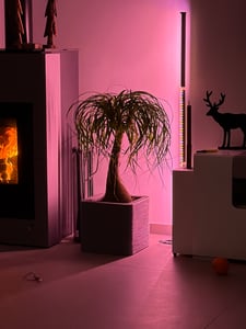 80cm rostlina lampa LED plné spektrum 3 světelné režimy rostlina světla podlahová lampa pokojové rostliny rostou světla s časovačem Fotografie od zákazníka č. 5