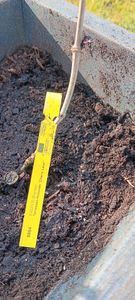 BALDUR Garten 1x Terrassen-Holunder Cherry Lace®, Pflanze im 9x9 cm-Topf, Blüten und reife Beeren vielseitig verwendbar, winterhart, pflegeleicht, Wasserbedarf gering, blühend, Sambucus nigra Kunden-Foto 1