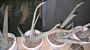 Aloe – circa 4-5 anni – vaso da 15 cm Foto del cliente 8