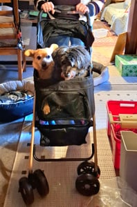 2 in 1 Hundewagen,Hundebuggy mit abnehmbarem Träger, klappbar Haustierwagen,Bis 20kg,Jogger Hundekinderwagen für kleine Hunde & katzen 96x70x48cm Kunden-Foto 1