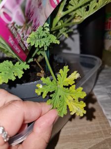 Bloomique - 3er Set - Pelargonium Graveolens - Zitronengeranie - Geranien Pflanzen - Anti Mücken - Herrlich Duftend - Höhe 15-25 cm - Topf 12 cm Kunden-Foto 4