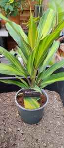 Set di 3 piante di Cordyline fruticosa, detta anche "Keulenlilie", in vaso da 12 cm Foto del cliente 1