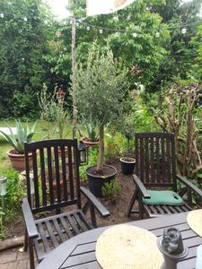 Olivenbaum Olive "Angebot" 150 - 180 cm, beste Qualität, winterhart, Olea Europaea Kunden-Foto 42