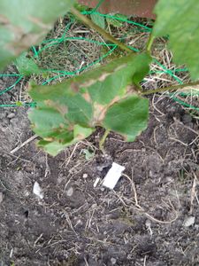 Vitis vinifera Chardonnay - 3er Set - Weinrebe - Topf 9cm - Höhe 25-40cm Kunden-Foto 7